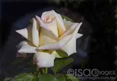 Pink-Yellow Rose-1 - Small